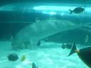 Dugong