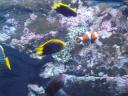 Nemo