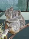 Koala + baby