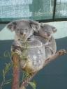 Koala + baby