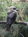 Kookaburra
