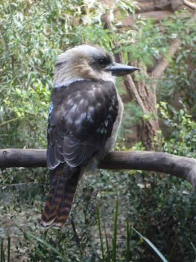 Kookaburra