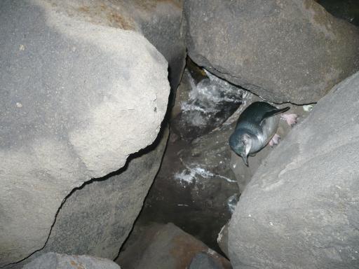 Pinguin