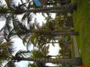 Palmbomen