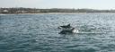 Whale watching
