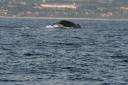 Whale watching