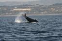 Whale watching
