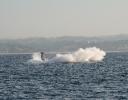 Whale watching