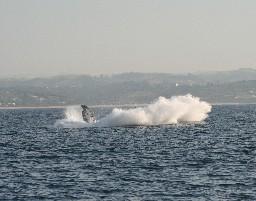 Whale watching