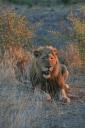 Leeuw, Lion, Simba