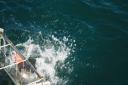 Great White Shark Diving