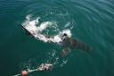 Great White Shark Diving