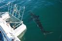 Great White Shark Diving