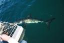 Great White Shark Diving