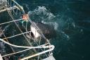 Great White Shark Diving