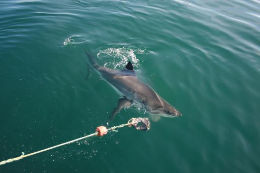 Great White Shark Diving