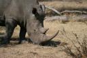 Zambia - Safari