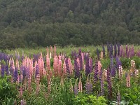 lupine in overvloed