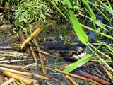 Een alligator met haar kleintje.