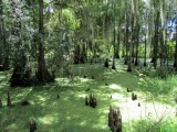 Cypress Swap