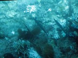 Glass bottom boat, 3 baracuda's