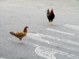 Ook de kippen lopen op straat
