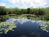 Everglades