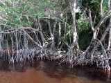Mangrove bossen