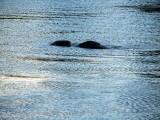 Manatee (in Nedelands Zeekoeien??)