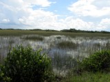 Grasland van de Everglades