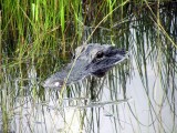 Alligator nummer X? Je raakt de tel kwijt.
