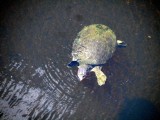 Er zijn ook hele grote schildpadden