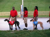 Presenteren van de greyhounds