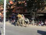 Onze eerste olifant