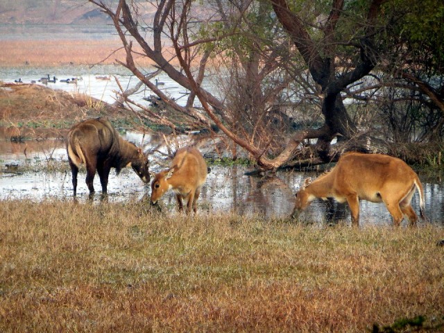 Antilopen