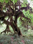 Rainforest; mos op de bomen