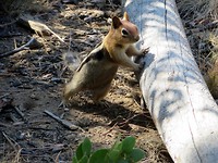 Squirrel (en geen Chipmunck)