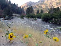 Wild Life Caanyon. De bloemen lijken op kleine zonnebloemen