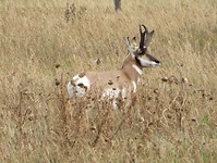 Eland