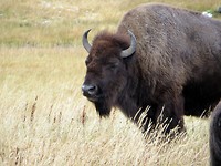 Bison