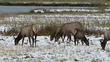 Herten in de sneeuw