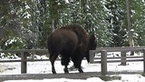 Bison sjokt voorbij