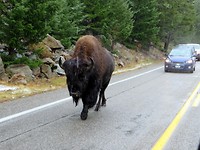 Meneer Bison maakt zijn ochtendwandeling