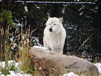 Wolf