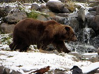 Grizzly beer