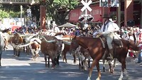 Cattle drive in Fort Worth