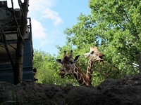 Giraffen zijn nieuwsgierig