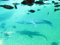 De zoutwater krokodil