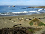Elephant seals