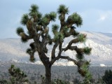 Joshua Tree